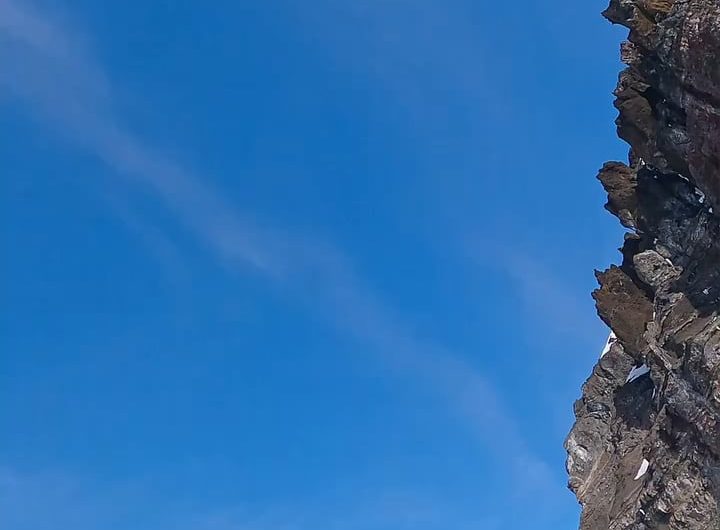 Adélie penguin discovers that it is being recorded