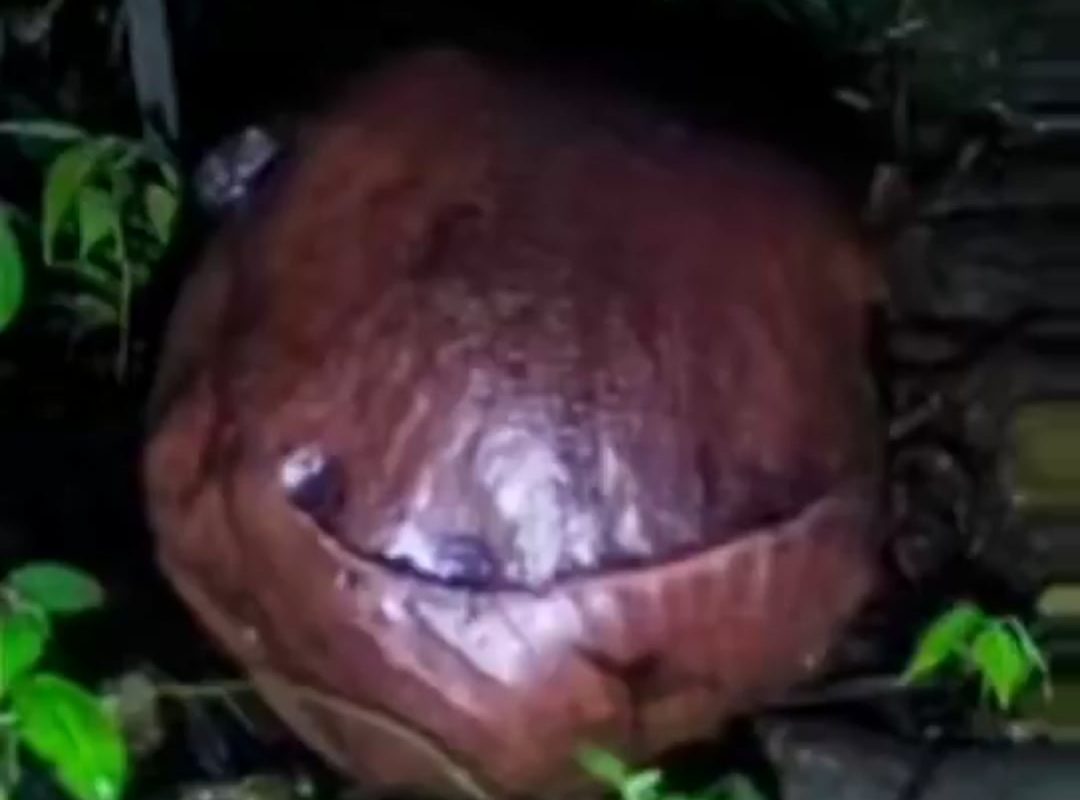 After 15 years, Indonesia’s rare Rafflesia bloomed, the world’s largest parasitic flower that smells like rotting meat, has no leaves, and lasts just 5 to 7 days