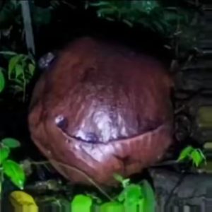 After 15 years, Indonesia’s rare Rafflesia bloomed, the world’s largest parasitic flower that smells like rotting meat, has no leaves, and lasts just 5 to 7 days
