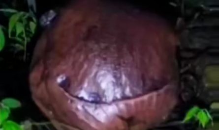 After 15 years, Indonesia’s rare Rafflesia bloomed, the world’s largest parasitic flower that smells like rotting meat, has no leaves, and lasts just 5 to 7 days