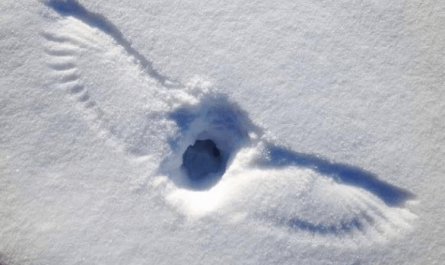 An owl finding something to eat in the snow