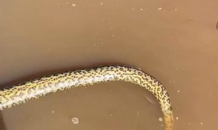 Anaconda devours Armal and dies from its stings.