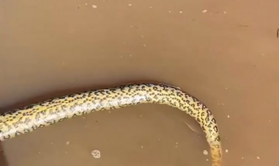 Anaconda devours Armal and dies from its stings.