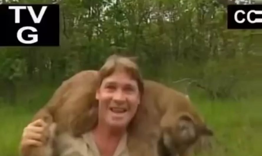 Average Day for Steve Irwin
