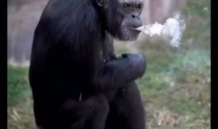 Azalea, a chimpanzee at the Pyongyang Central Zoo in North Korea, gained international notoriety for her habit of smoking roughly a pack of cigarettes every day.