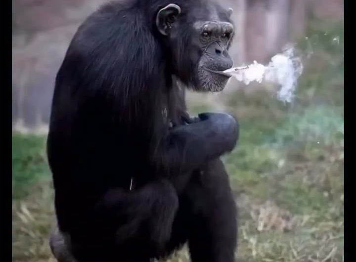 Azalea, a chimpanzee at the Pyongyang Central Zoo in North Korea, gained international notoriety for her habit of smoking roughly a pack of cigarettes every day.