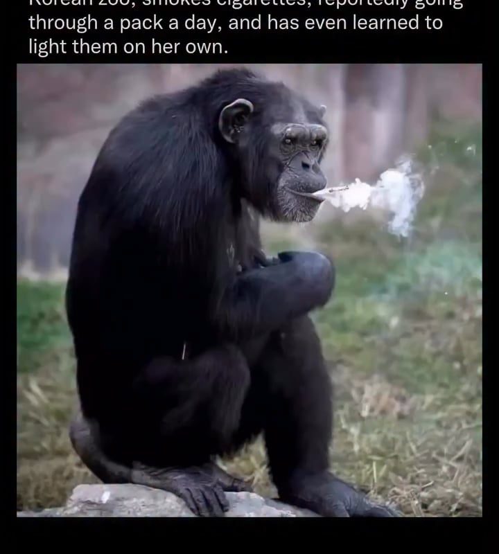 Azalea, a chimpanzee at the Pyongyang Central Zoo in North Korea, gained international notoriety for her habit of smoking roughly a pack of cigarettes every day.