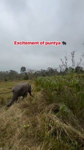 Baby Elephant playing football with Locals (Video From Nepal 🇳🇵)
