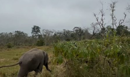 Baby Elephant playing football with Locals (Video From Nepal 🇳🇵)