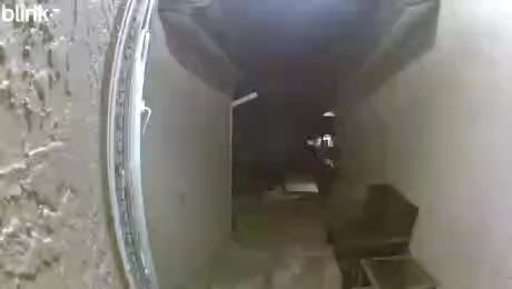 Bear at my house again. Front Door This time