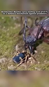 Beetle’s chemical warfare