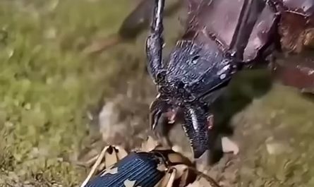 Beetle’s chemical warfare