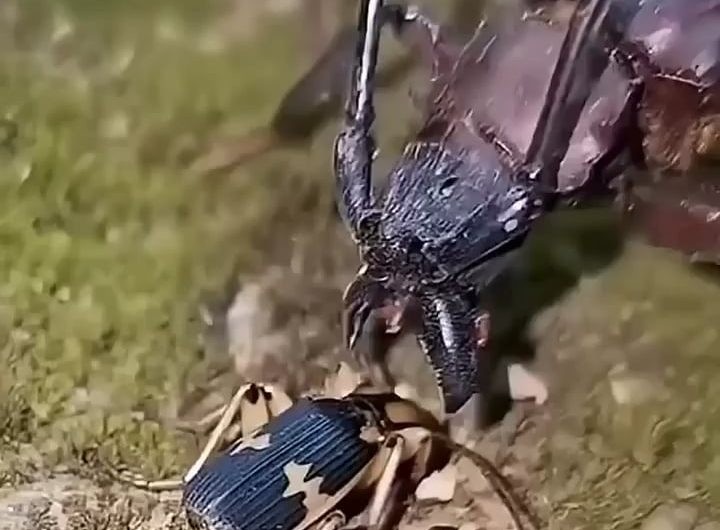 Beetle’s chemical warfare