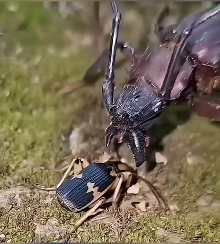 Beetle’s chemical warfare