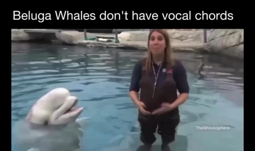 Beluga Whales don’t have Vocal chords.
