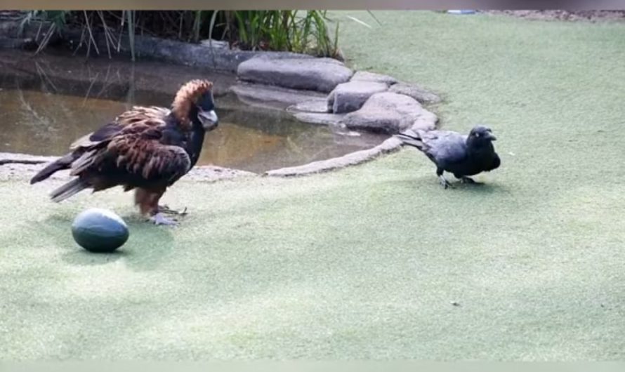 Black breasted buzzard and Raven
