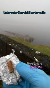 Border Collie is being trained as a forensic/detection K9 to track a cigarette underwater