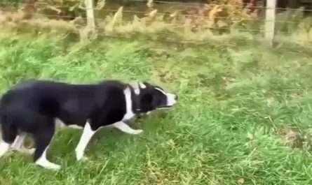 Border collie knows how to do his job well...