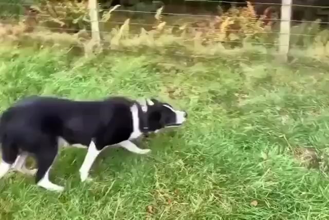 Border collie knows how to do his job well...