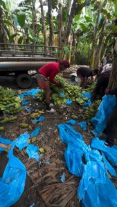 Breaking down a bunch of bananas into hands
