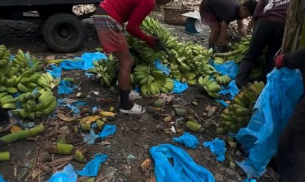 Breaking down a bunch of bananas into hands