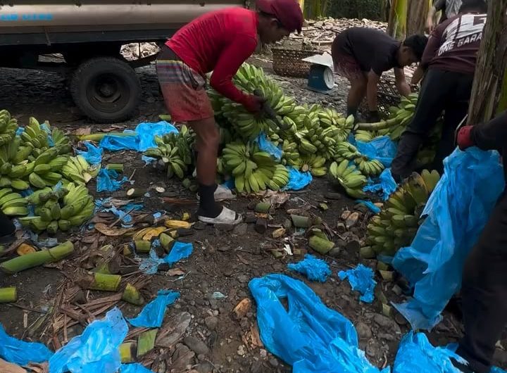 Breaking down a bunch of bananas into hands