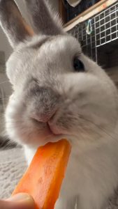 Bunny eating carrot