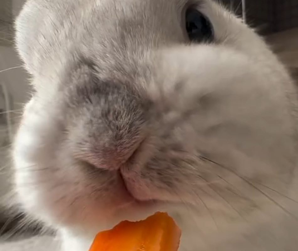 Bunny eating carrot