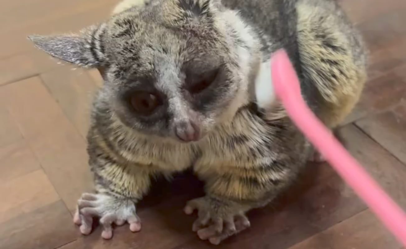 Bushbaby be like: Here sis, on this side pls