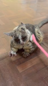 Bushbaby be like: Here sis, on this side pls