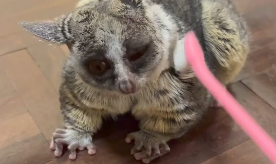 Bushbaby be like: Here sis, on this side pls