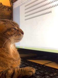 Cat typing its inner thoughts: AAAAAAAA…