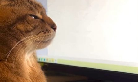 Cat typing its inner thoughts: AAAAAAAA…