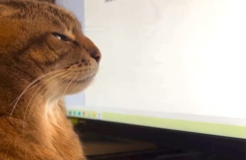 Cat typing its inner thoughts: AAAAAAAA…