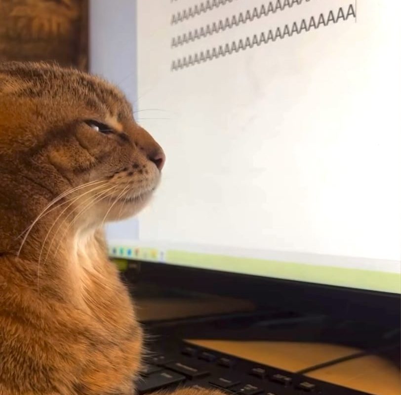 Cat typing its inner thoughts: AAAAAAAA…