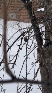 Caught this leaf getting spun in the wind