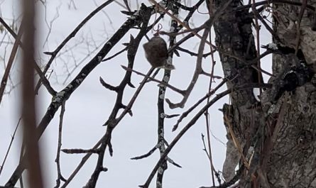Caught this leaf getting spun in the wind