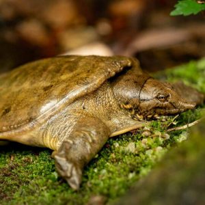 Chinese softshell turtles urinate through their mouths. Enough said.