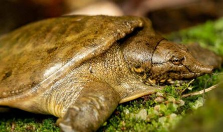 Chinese softshell turtles urinate through their mouths. Enough said.