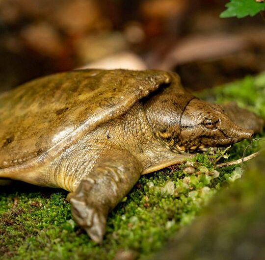 Chinese softshell turtles urinate through their mouths. Enough said.