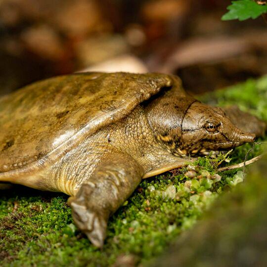 Chinese softshell turtles urinate through their mouths. Enough said.