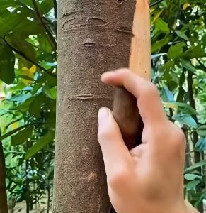 Cinnamon getting harvested