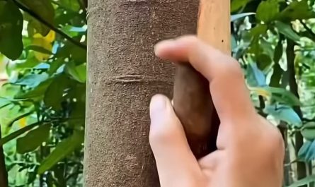 Cinnamon getting harvested