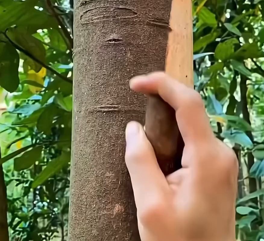 Cinnamon getting harvested
