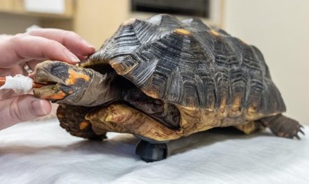 "Cookie the Tortoise" receiving a 3D-printed wheel to move around after a leg amputation.