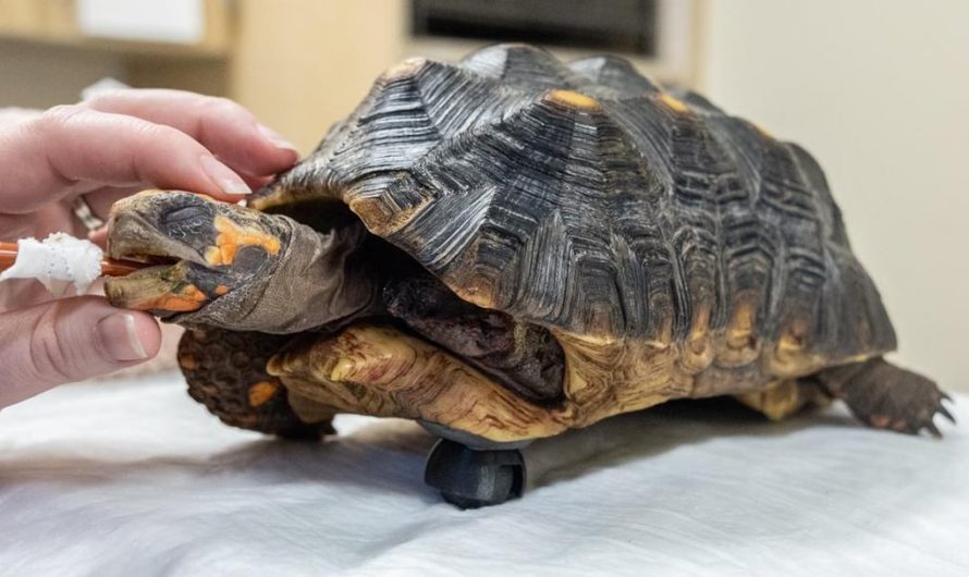 “Cookie the Tortoise” receiving a 3D-printed wheel to move around after a leg amputation.