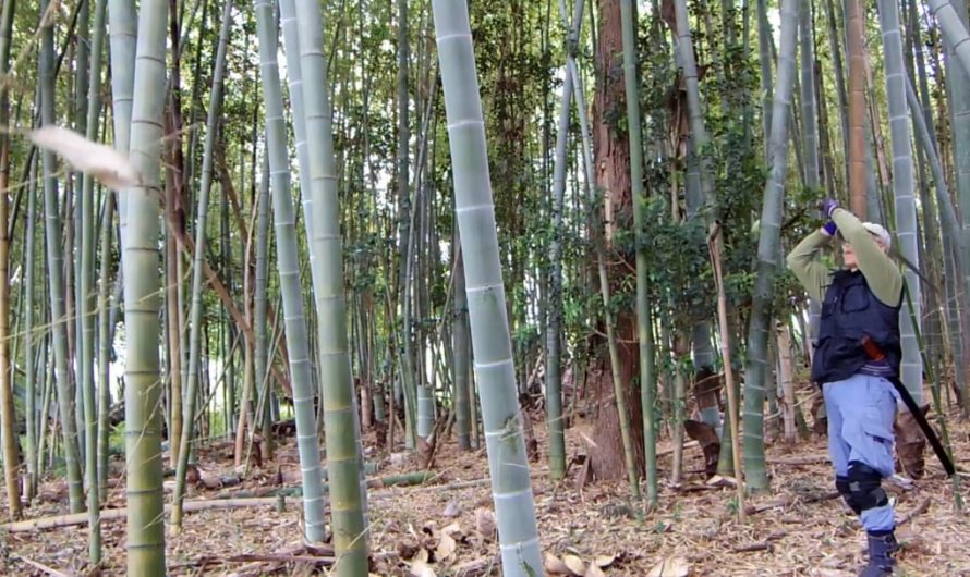 Cutting thick stemmed Moso bamboo