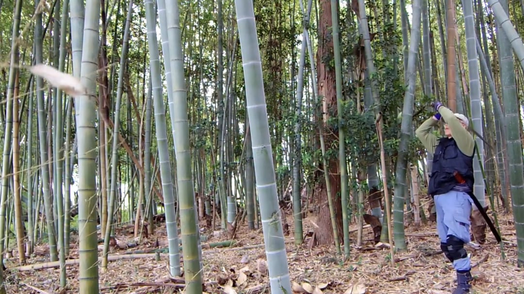 Cutting thick stemmed Moso bamboo