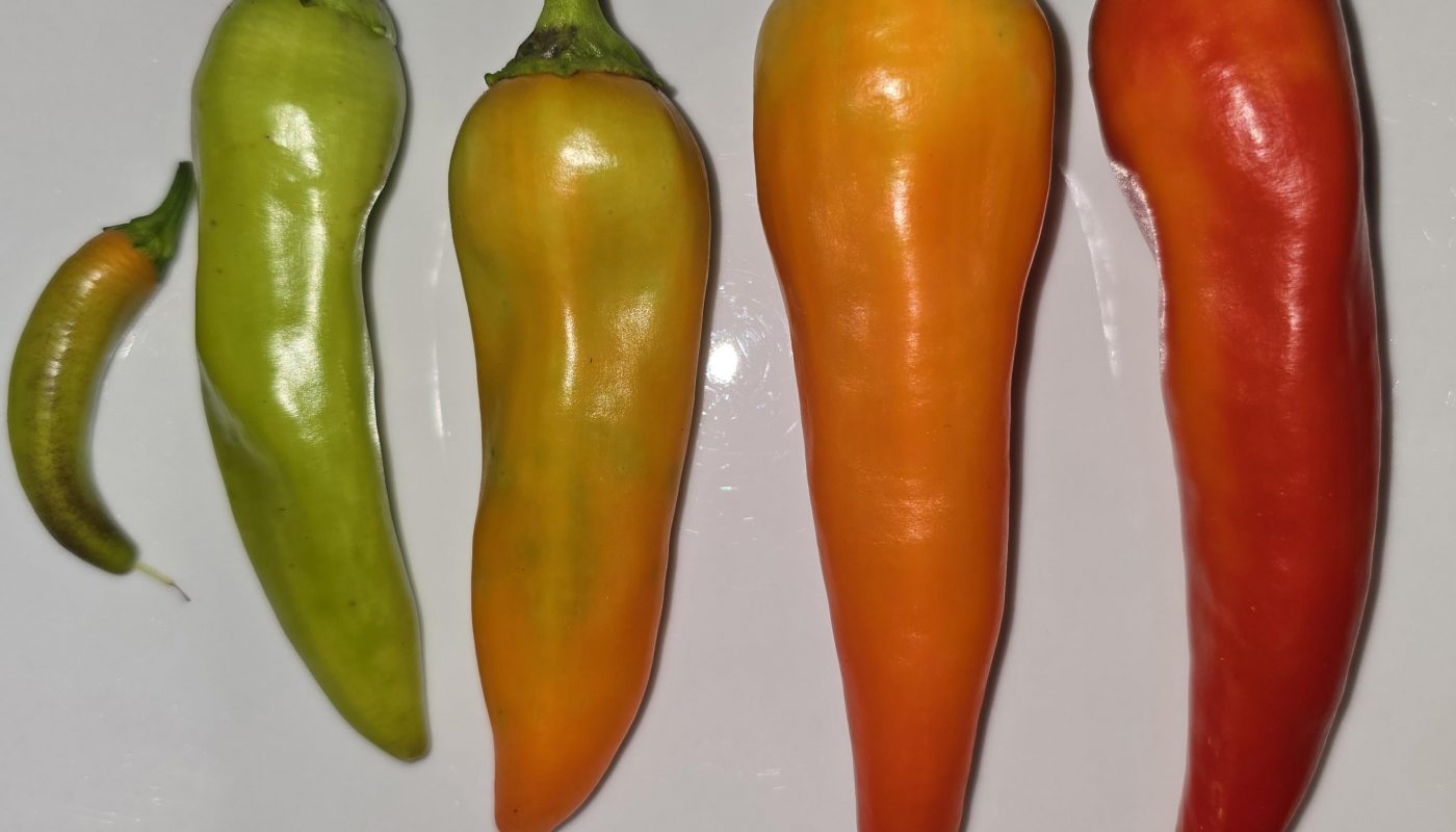 Different colour gradients and growth stages of peppers I grew.