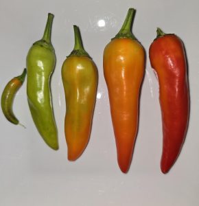 Different colour gradients and growth stages of peppers I grew.
